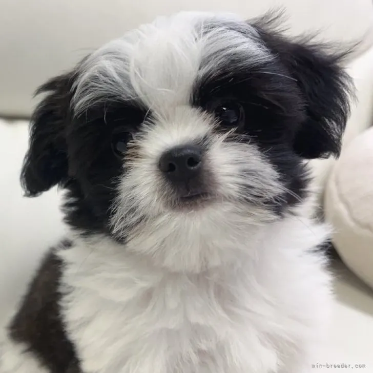 ID:2305-01425の子犬