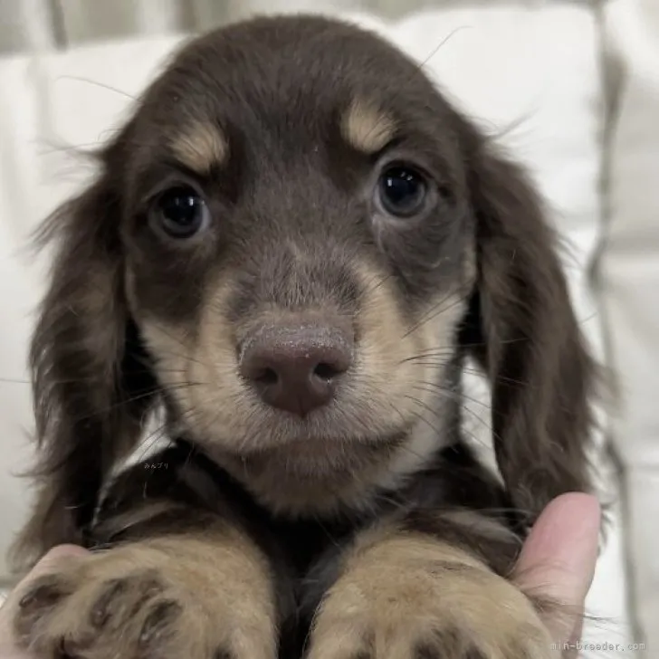 ID：2311-03063の子犬