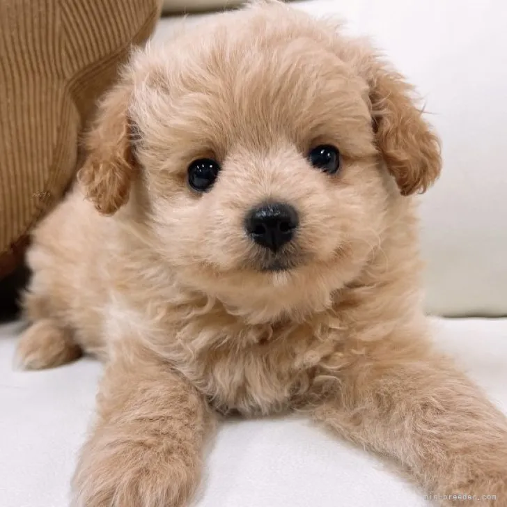 ID：2309-05008の子犬