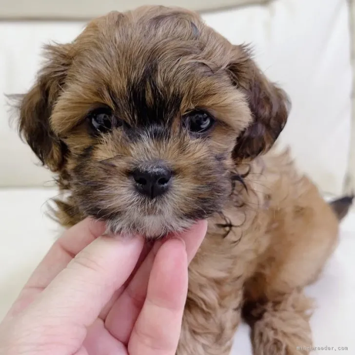 ID：2306-06105の子犬