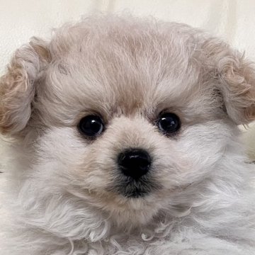 ポメプー(ポメラニアン×トイプードル)【宮崎県・女の子・2024年3月14日・クリーム】の写真「好奇心旺盛❤️お目々パッチリの女の子」