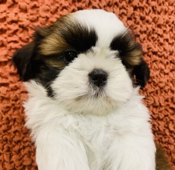 シーズー【宮崎県・女の子・2021年6月26日・ホワイト&ゴールド】の写真「人懐っこくとても元気な子です！」