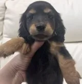 カニンヘンダックスフンド(ロング)【宮崎県・女の子・2023年6月29日・ブラック&タン】の写真2「8/29撮影」