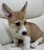 ウェルシュ・コーギー・ペンブローク【宮崎県・男の子・2022年5月12日・レッド&ホワイト】の写真4