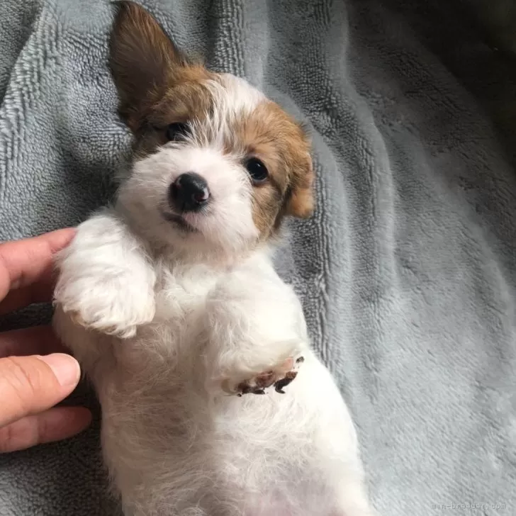 ID:2502-02544の子犬