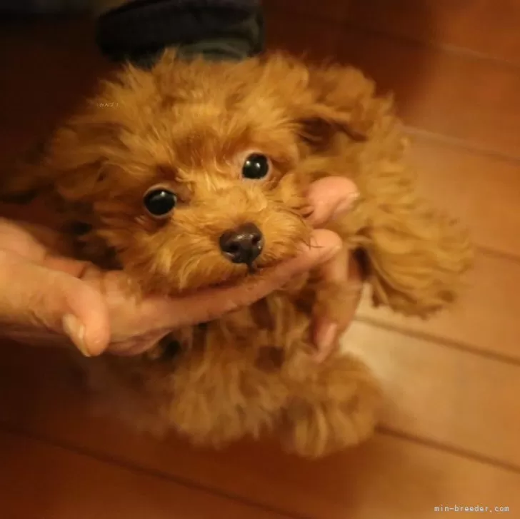 ID:2310-02489の子犬
