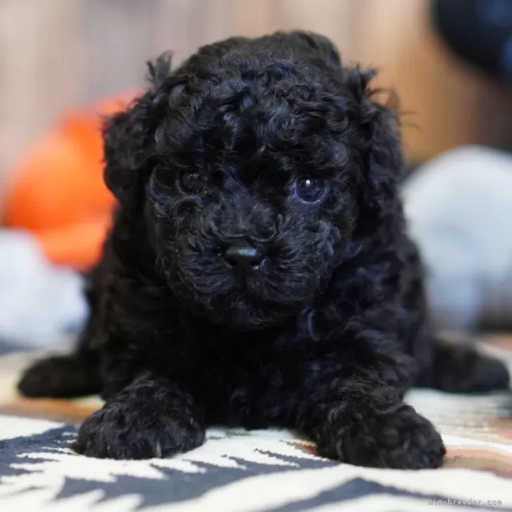 あも 様のお迎えした子犬