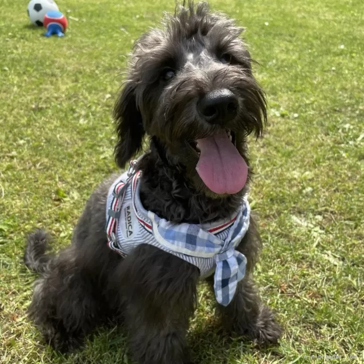 ID：2505-01928の子犬