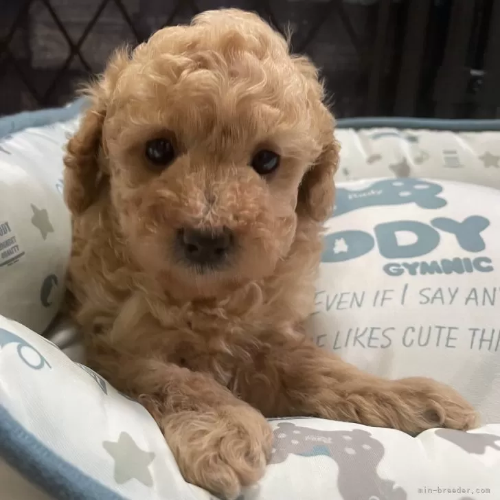 ID:2508-01032の子犬