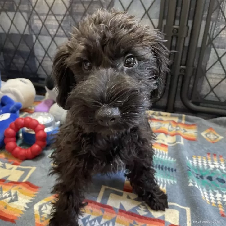 A.Ｉ 様のお迎えした子犬