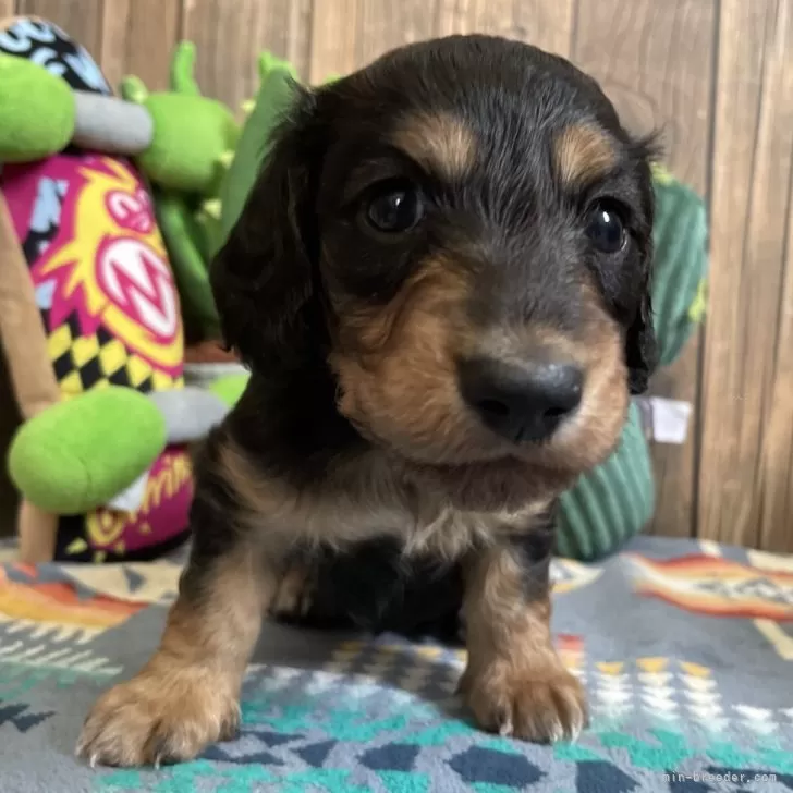 ID:2503-04308の子犬