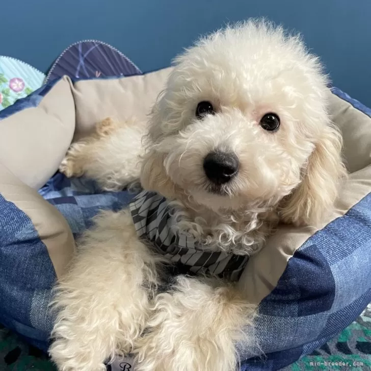 ID：2501-07197の子犬