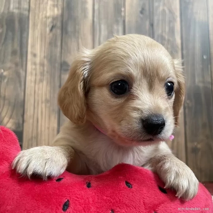 Kho 様のお迎えした子犬