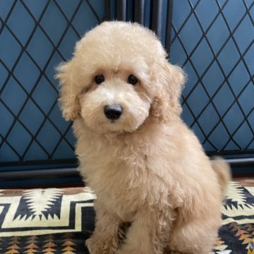 トイプードル(トイ)【北海道・男の子・2025年8月2日・オレンジフォーン】の写真「骨格しっかり、元気な男の子🐶」