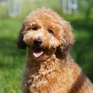 トイプードル(トイ)【北海道・男の子・2025年3月16日・ブリンドル】の写真「個性的なお洒落カラーで可愛い顔立ち🐶」