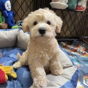 シュヌードル(ミニチュアシュナウザー×プードル)【北海道・女の子・2025年11月1日・アプリコット系】の写真「懐っこく陽気な女の子🐶🐾」