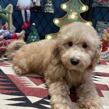 トイプードル(トイ)【北海道・男の子・2025年8月2日・オレンジフォーン】の写真「骨格しっかり、元気な男の子🐶」