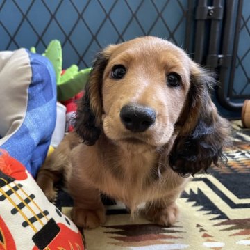 ミニチュアダックスフンド(ロング)【北海道・男の子・2025年8月31日・レッド】の写真「懐っこく陽気🐶穏やかな男の子です。」