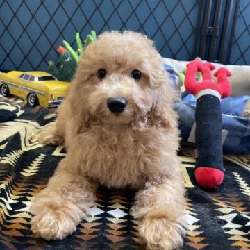 トイプードル(トイ)【北海道・男の子・2025年8月2日・オレンジフォーン】の写真「骨格しっかり、元気な男の子🐶」