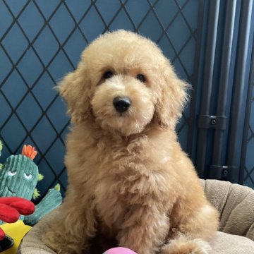 トイプードル(トイ)【北海道・男の子・2025年8月2日・オレンジフォーン】の写真「骨格しっかり、元気な男の子🐶」