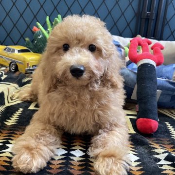 トイプードル(トイ)【北海道・男の子・2025年8月2日・オレンジフォーン】の写真「骨格しっかり、元気な男の子🐶」