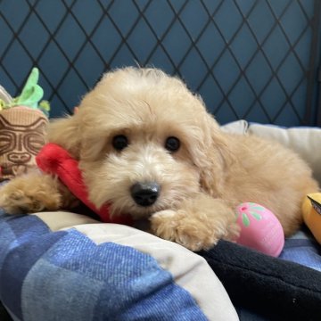 トイプードル(トイ)【北海道・女の子・2025年8月2日・オレンジフォーン】の写真「骨格しっかり、元気な女の子🐶」