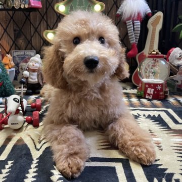 トイプードル(トイ)【北海道・男の子・2025年8月2日・オレンジフォーン】の写真「骨格しっかり、元気な男の子🐶」