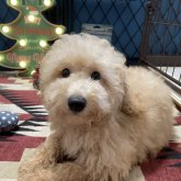 トイプードル(トイ)