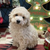 トイプードル(トイ)