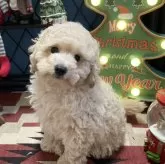 トイプードル(トイ)