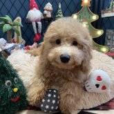 トイプードル(トイ)