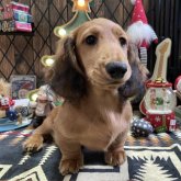 ミニチュアダックスフンド(ロング)