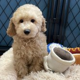 トイプードル(トイ)