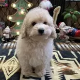 トイプードル(トイ)