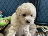 トイプードル(トイ)【北海道・男の子・2025年9月17日・ペールフォーン】の写真2