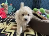 トイプードル(トイ)【北海道・男の子・2025年9月17日・ペールフォーン】の写真3