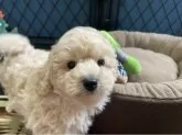 トイプードル(トイ)【北海道・男の子・2025年9月17日・ペールフォーン】の写真4