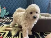 トイプードル(トイ)【北海道・男の子・2025年9月17日・ペールフォーン】の写真5