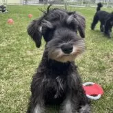 ミニチュアシュナウザー【北海道・男の子・2025年1月15日・ブラック&シルバー】の写真5