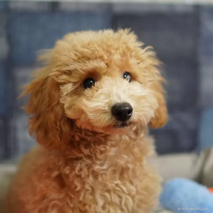 ID：2402-03886の子犬