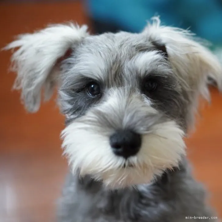 ID:2307-04016の子犬