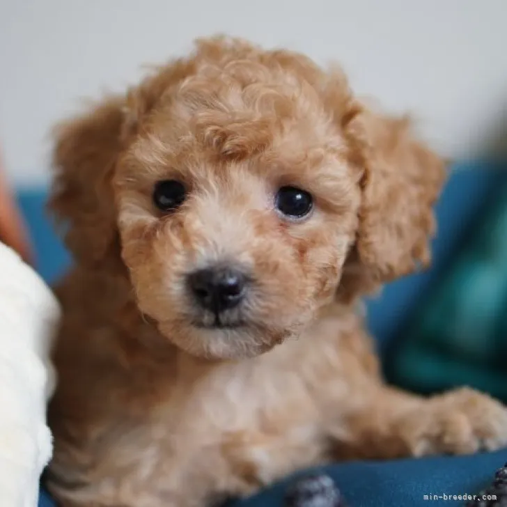 ID:2305-02232の子犬