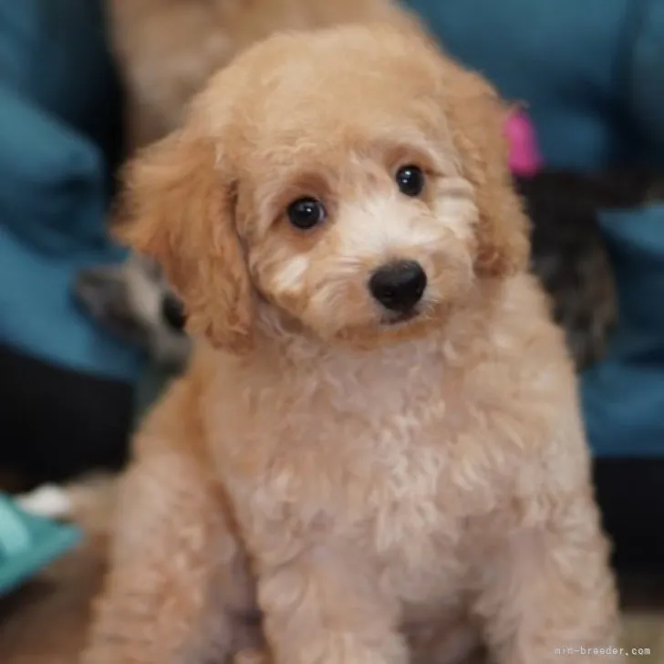 ID：2302-03228の子犬