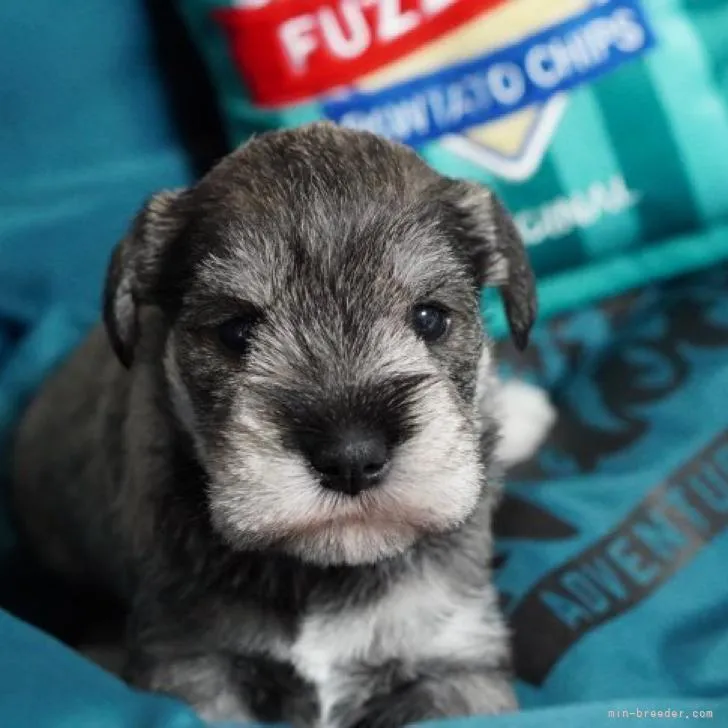 ID：2209-01492の子犬