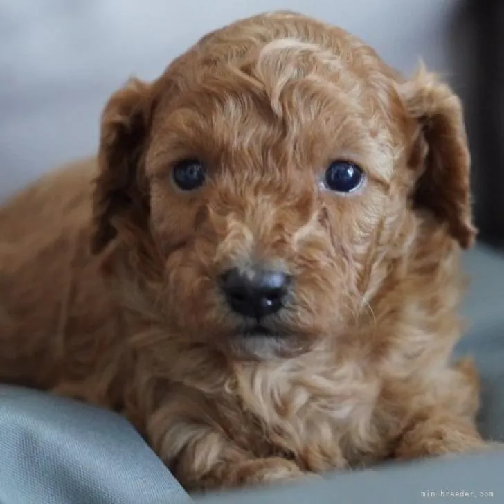 ID：2210-02042の子犬