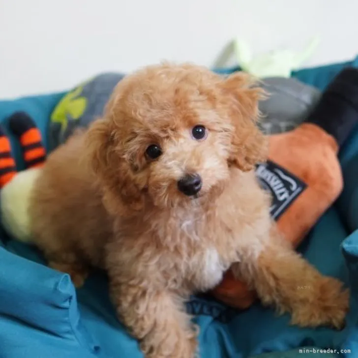 ID：2309-01278の子犬