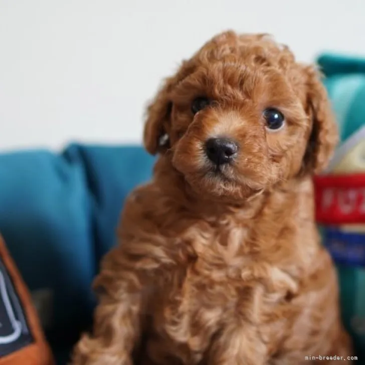 ID：2305-02657の子犬