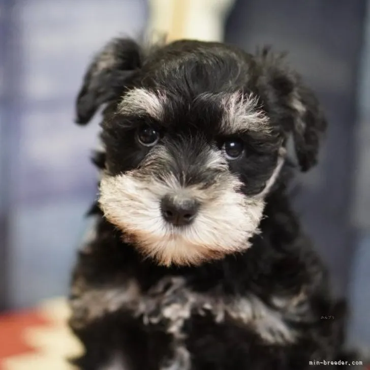 ID:2311-00938の子犬