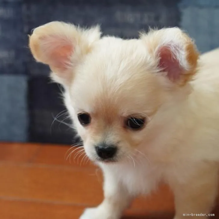 ID：2208-04847の子犬