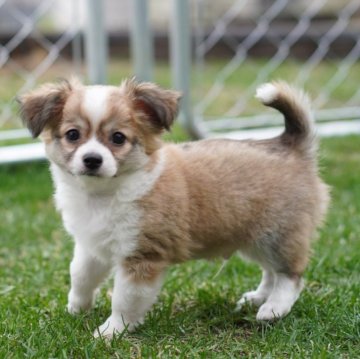 チワワ(ロング)【北海道・男の子・2024年2月22日・レッド&ホワイト】の写真「綺麗なカラーです🐶」